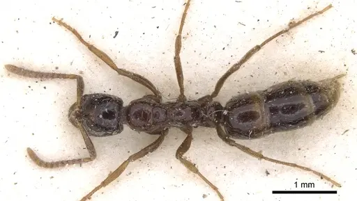 Leptogenys castanea - CASENT0902581