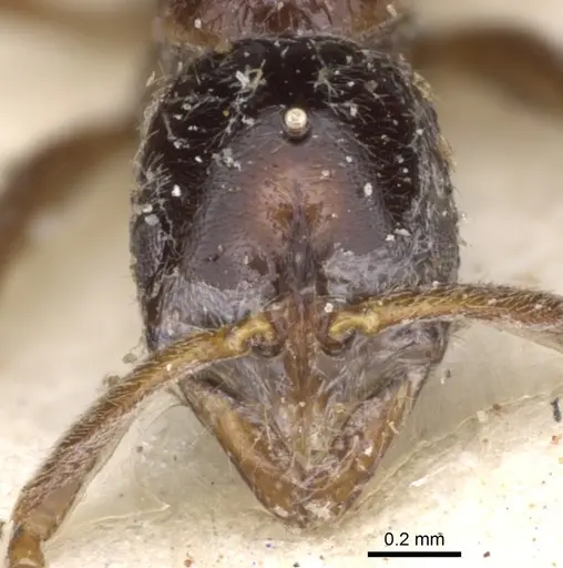 Leptogenys castanea - CASENT0902581