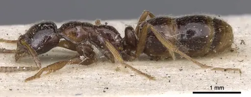 Leptogenys castanea - CASENT0902581