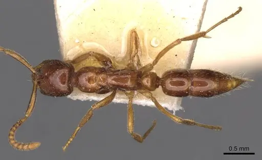 Leptogenys castanea - CASENT0907360