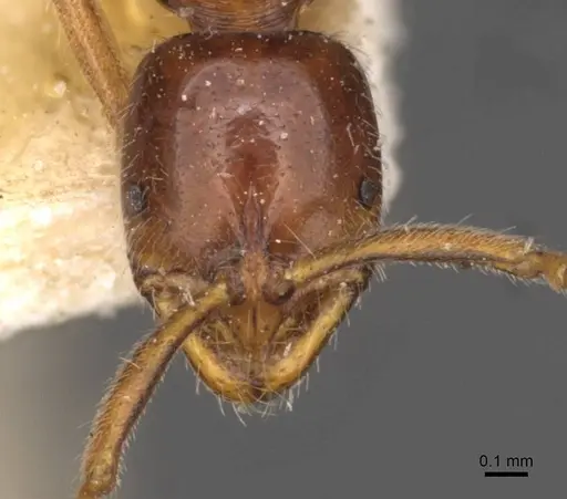 Leptogenys castanea - CASENT0907360