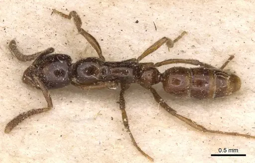 Leptogenys castanea - CASENT0907361