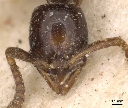 Leptogenys castanea - CASENT0907361