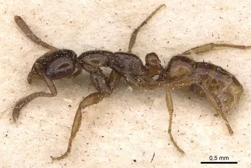 Leptogenys castanea - CASENT0907361