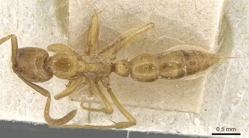 Leptogenys castanea - CASENT0915217