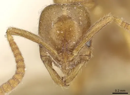 Leptogenys castanea - CASENT0915217