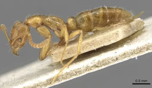 Leptogenys castanea - CASENT0915217