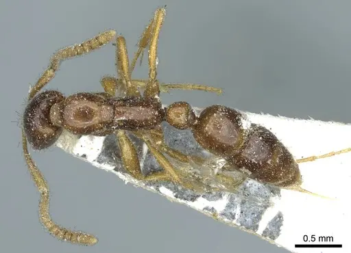 Leptogenys castanea - CASENT0915872