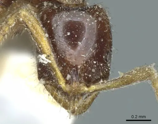 Leptogenys castanea - CASENT0915872