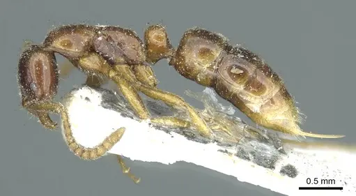 Leptogenys castanea - CASENT0915872