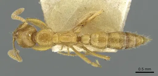 Leptogenys castanea - RMCAENT000017737