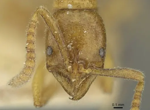 Leptogenys castanea - RMCAENT000017737