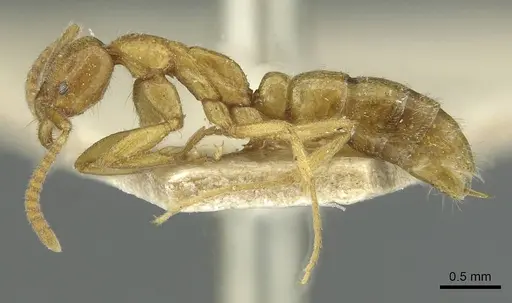 Leptogenys castanea - RMCAENT000017737