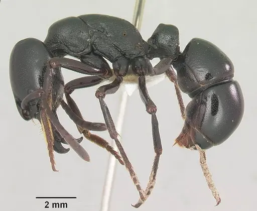 Leptogenys castanea - SAM-HYM-C006309A