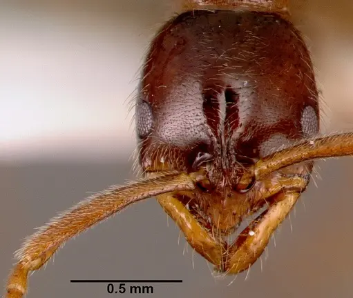 Leptogenys castanea - SAM-HYM-C006309A