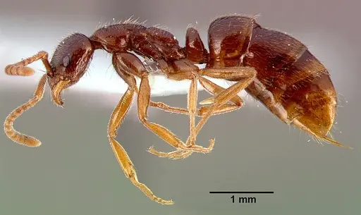 Leptogenys castanea - SAM-HYM-C006309A