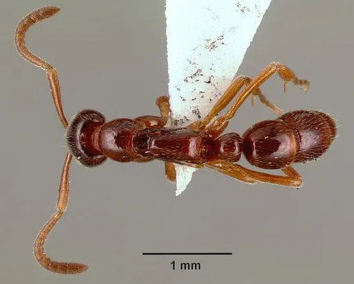 Leptogenys castanea - SAM-HYM-C006309B