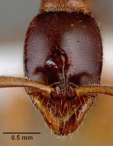 Leptogenys castanea - SAM-HYM-C006309B