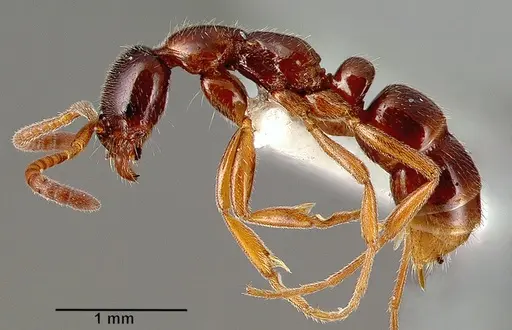 Leptogenys castanea - SAM-HYM-C006309B