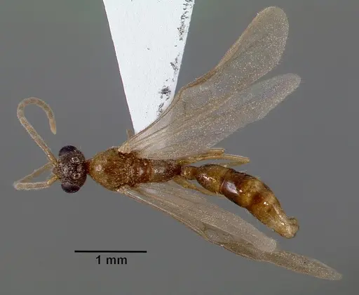 Leptogenys castanea - SAM-HYM-C006689A