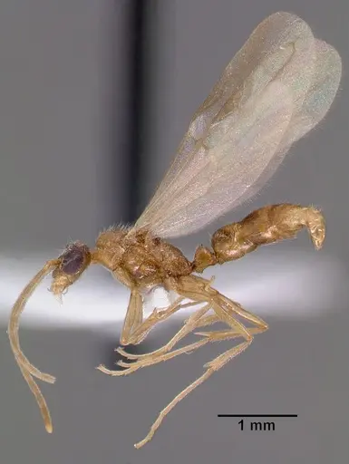 Leptogenys castanea - SAM-HYM-C006689A