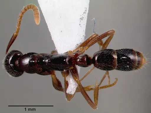 Leptogenys castanea - SAM-HYM-C006689B