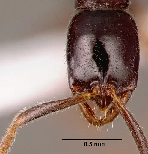 Leptogenys castanea - SAM-HYM-C006689B