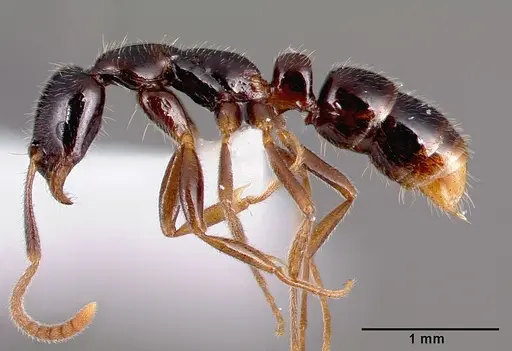 Leptogenys castanea - SAM-HYM-C006689B