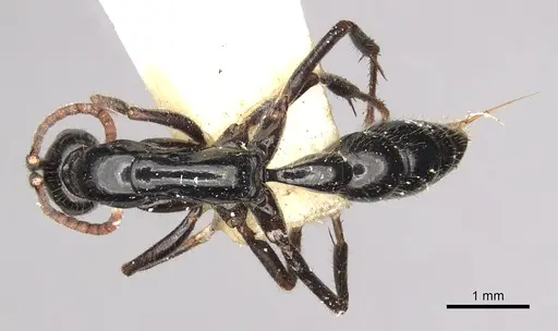 Leptogenys centralis specimen