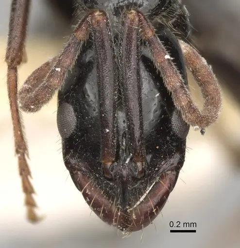 Leptogenys centralis specimen