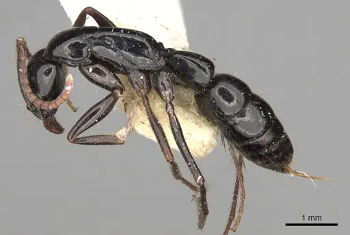 Leptogenys centralis specimen