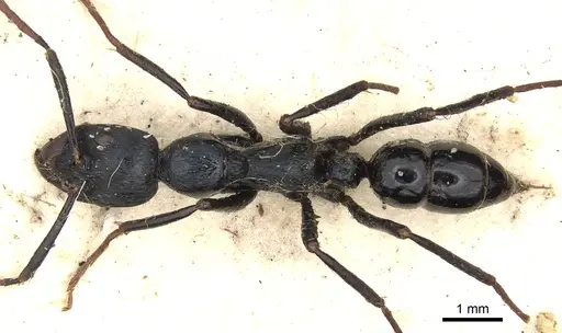 Leptogenys chalybaea specimen