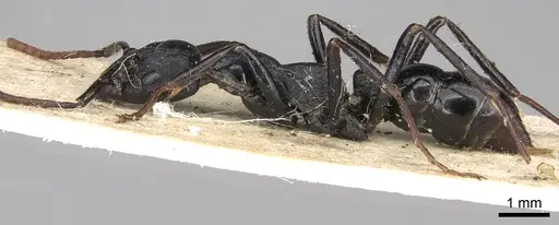 Leptogenys chalybaea specimen