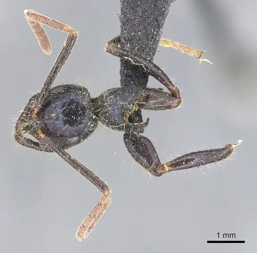 Leptogenys chalybaea - CASENT0903954