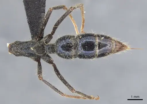 Leptogenys chalybaea - CASENT0903954