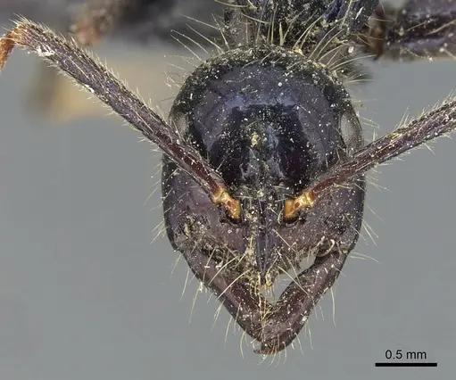 Leptogenys chalybaea - CASENT0903954