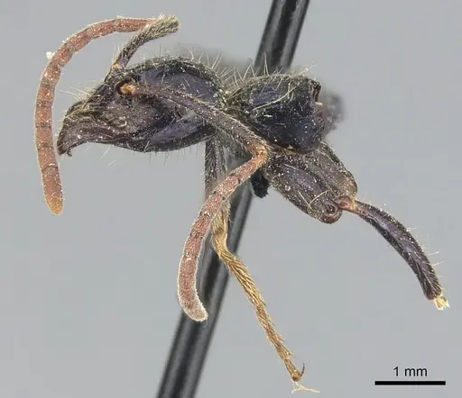 Leptogenys chalybaea - CASENT0903954