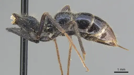 Leptogenys chalybaea - CASENT0903954