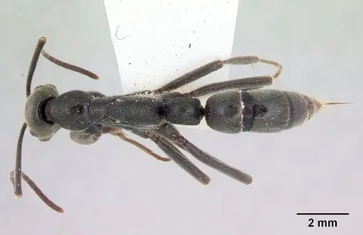 Leptogenys chamela specimen