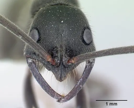 Leptogenys chamela specimen