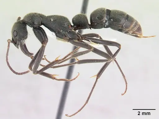 Leptogenys chamela specimen