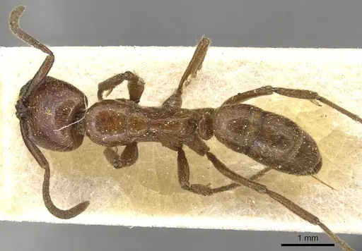 Leptogenys chelifera specimen