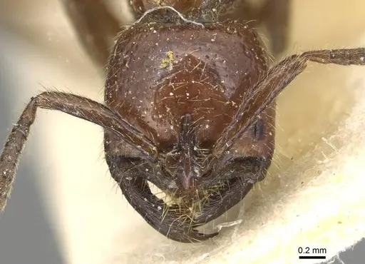 Leptogenys chelifera specimen