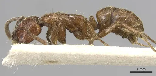 Leptogenys chelifera specimen