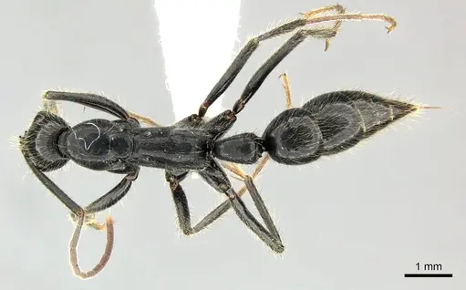 Leptogenys chinensis specimen