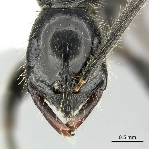 Leptogenys chinensis specimen