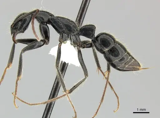 Leptogenys chinensis specimen