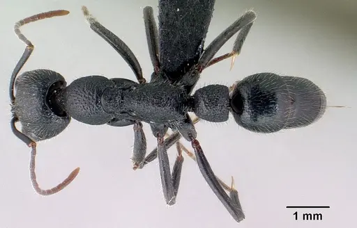 Leptogenys chrislaini specimen