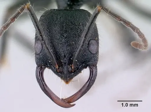 Leptogenys chrislaini specimen