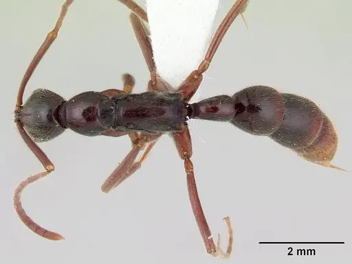 Leptogenys ciliata specimen